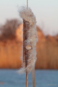 IMG_5928.JPG