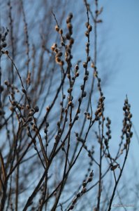 IMG_5881.JPG