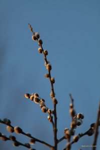 IMG_5884.JPG