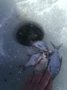 IMG_20170304_130849.jpg