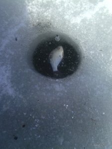 IMG_20170304_130912.jpg