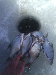 IMG_20170304_130844.jpg