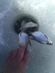IMG_20170304_130900.jpg