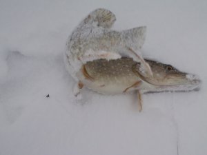 PICT0077.JPG