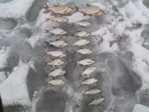 PICT0016.JPG