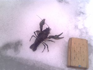 IMG0350A.jpg
