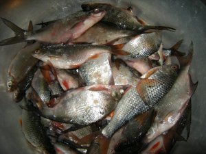 Зима 2012 232.JPG