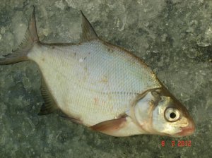 11.JPG