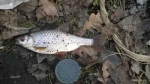 WP_20170311_17_01_47_Pro.jpg
