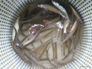 IMG_1622.JPG
