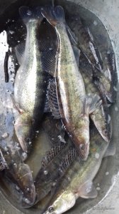 20170318_122958.jpg