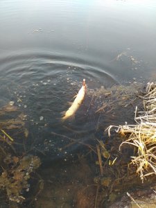 IMG_20170318_064955.jpg