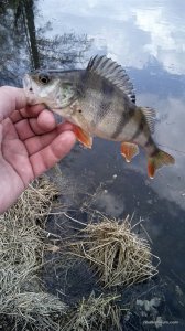 IMG_20170318_134626.jpg