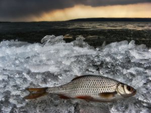 IMG_2040.JPG