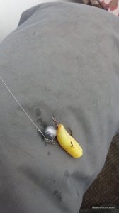 IMG_20170324_113055.jpg