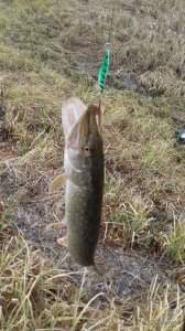 20170324_090424.jpg
