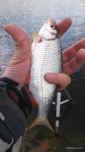 IMG_20170326_113339_266.jpg
