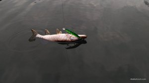 IMG_20170326_160221.jpg