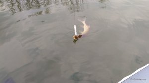 IMG_20170326_142446.jpg