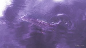 IMG_20170326_115048.jpg