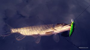IMG_20170326_124937.jpg