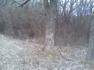 IMG_20170328_122353.jpg