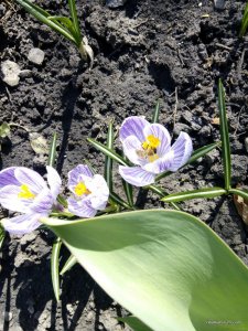 IMG_20170329_141038.jpg