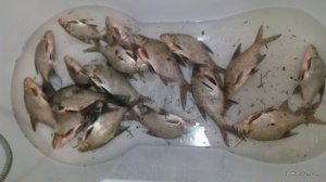 IMG_20170331_140505.jpg