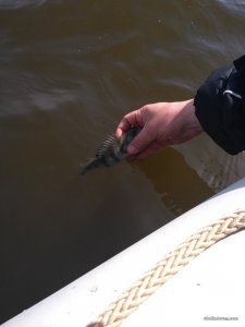 IMG_20170331_134045.jpg