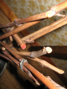 IMG_0001.JPG