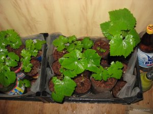 IMG_0117.JPG