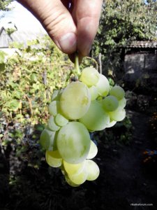IMG_20140825_163035.jpg