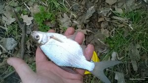 WP_20170401_11_27_35_Pro.jpg