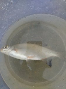 IMG_20170408_062123.jpg