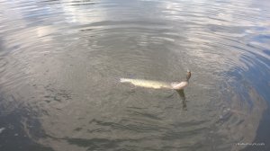 WP_20170408_14_37_09_Pro.jpg