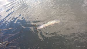 WP_20170408_14_37_19_Pro.jpg