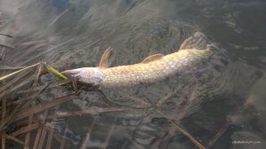 WP_20170408_14_48_52_Pro.jpg