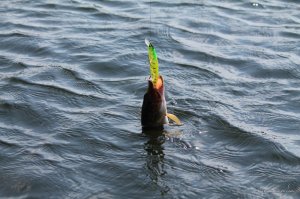 IMG_6049.JPG