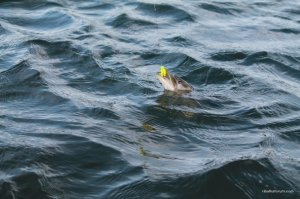 IMG_6136.JPG