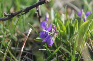 IMG_5957.JPG