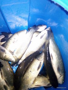 IMG_20170408_205924.jpg