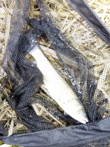 IMG_20170409_085106.jpg