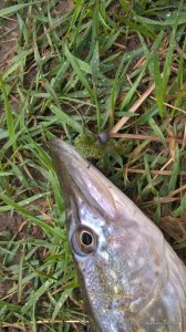 WP_20170415_08_54_29_Pro.jpg