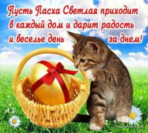 pasha.jpg