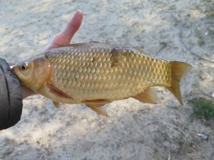 IMG_2225.JPG