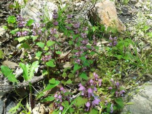 20170428_113003.jpg