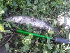 20170430_063544.jpg