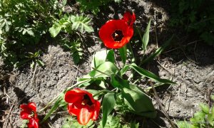 2017-04-29 13-37-54.JPG