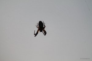 IMG_6367.JPG