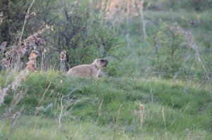 IMG_6379.JPG